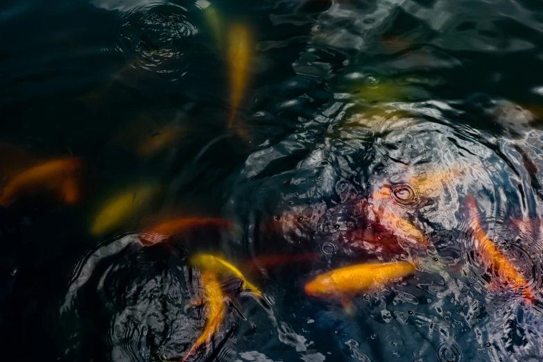 several yellow fish swimming in the water near some rocks