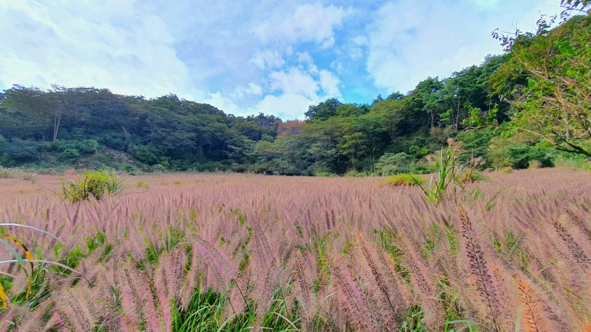 a grassy field with some tall trees in the background