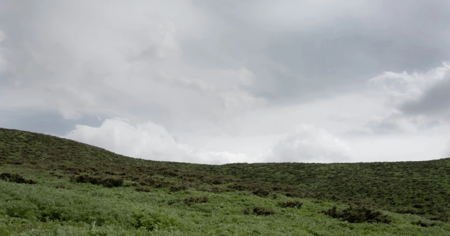 two horses on the top of a hill in a field