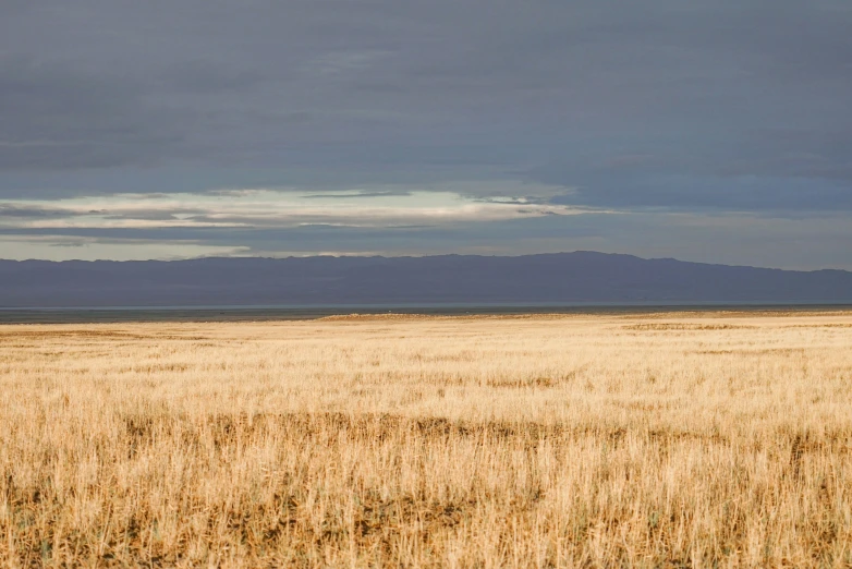 a lone horse stands alone in a field