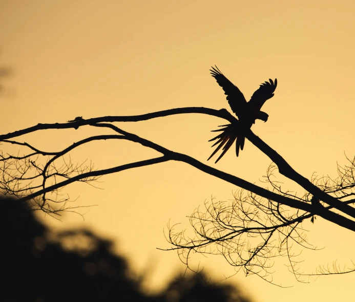 a silhouette of a bird flying from a tree limb