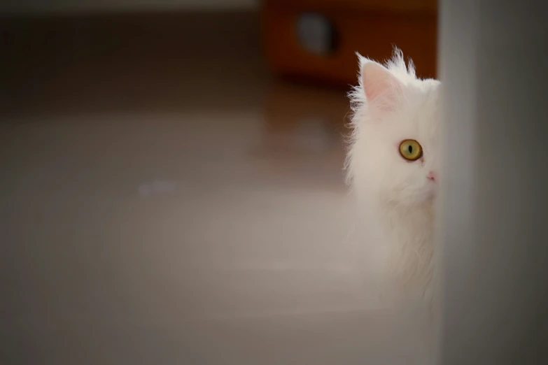 white cat peeking through wall on hard wood floor