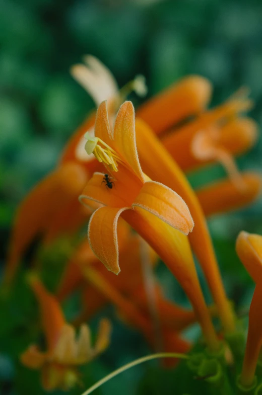 a cluster of flowers with small yellow petals