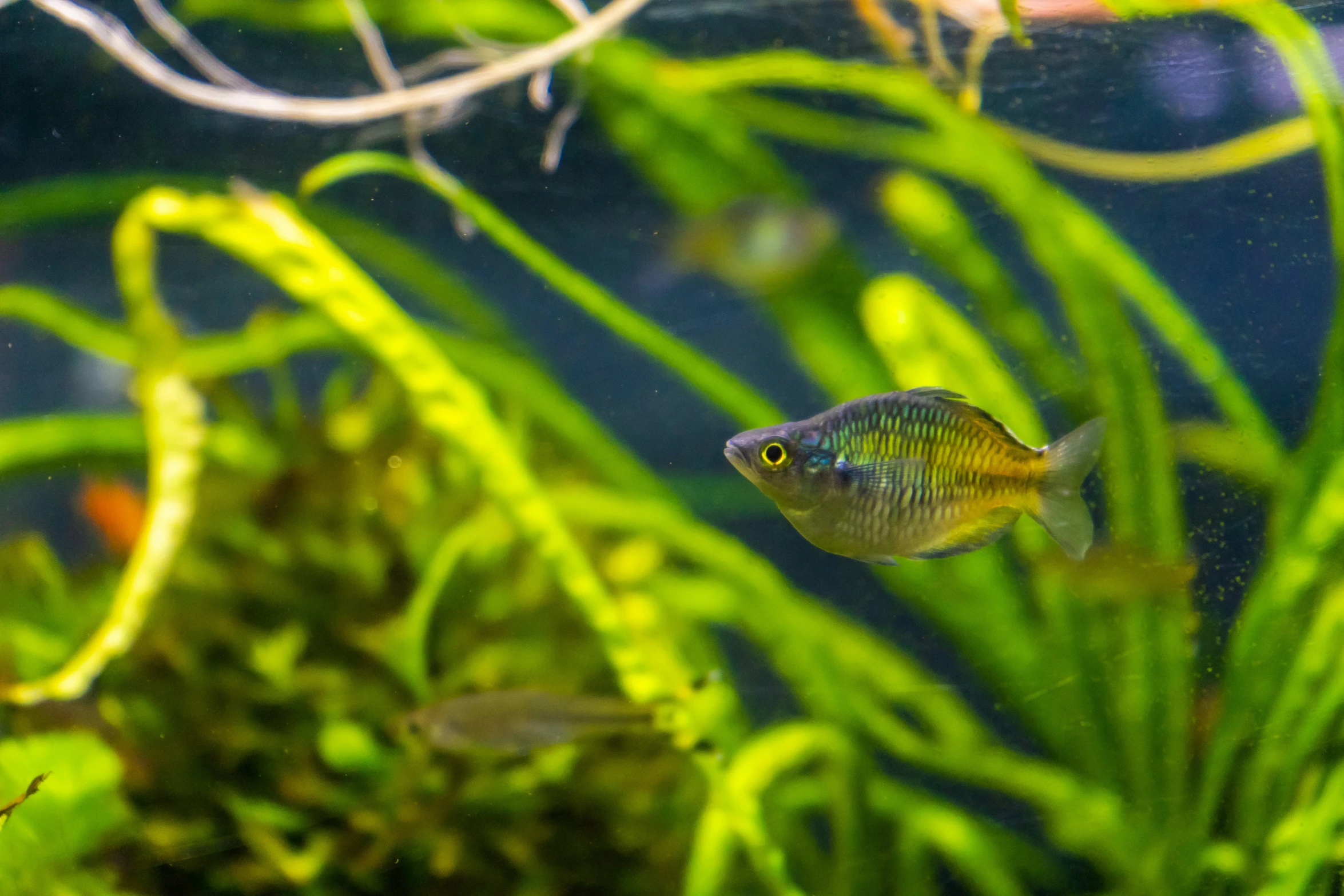 an underwater scene of small fish swimming in the water