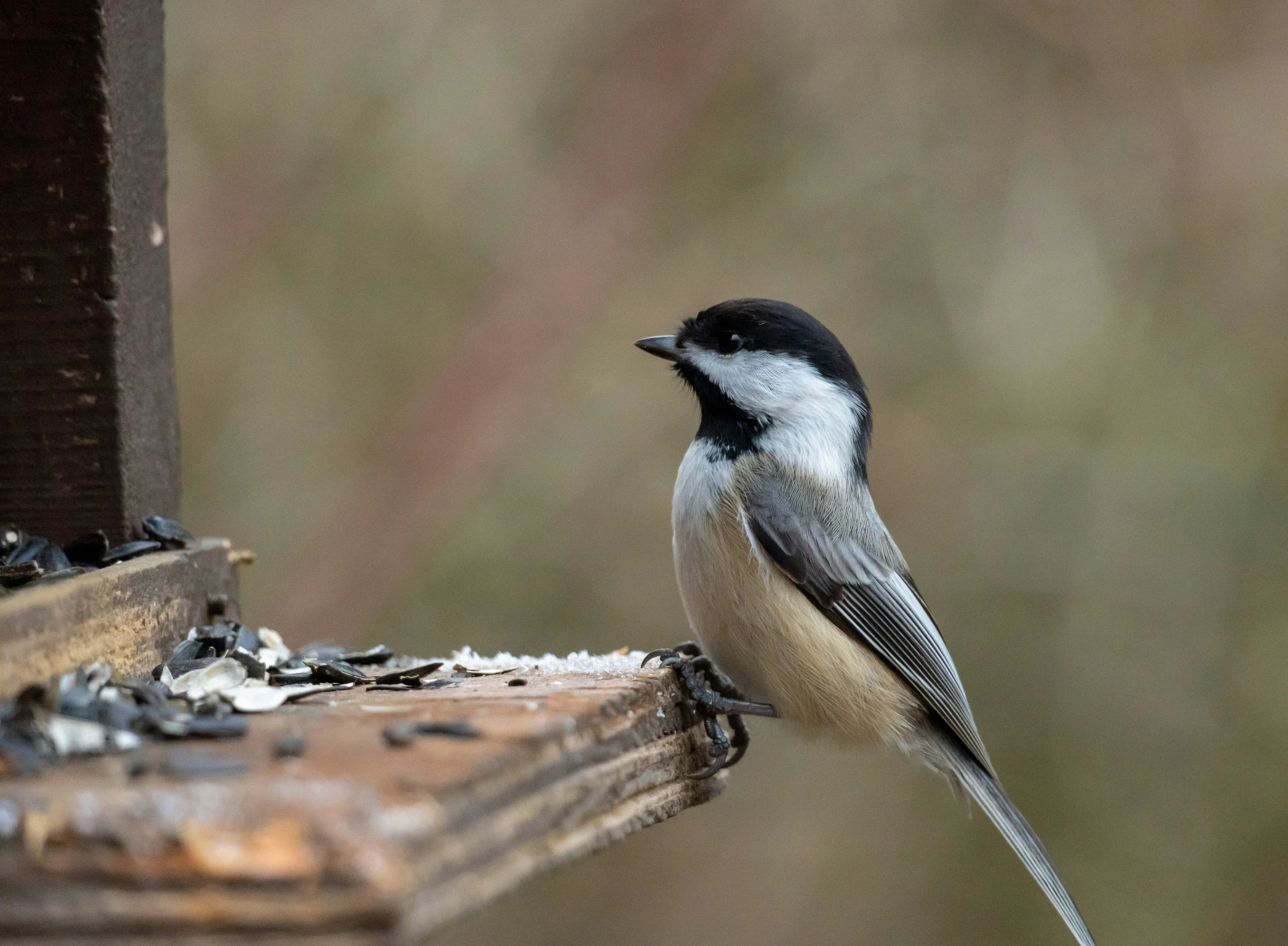 a bird with white and black feathers standing on a ledge