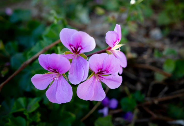 pink flowers that are on the ground in the grass