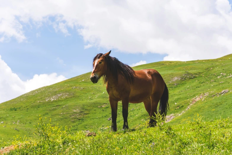 brown horse standing in a grassy field with green hills