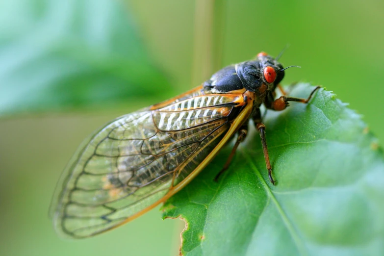 a large bug with red and black stripes sitting on a leaf