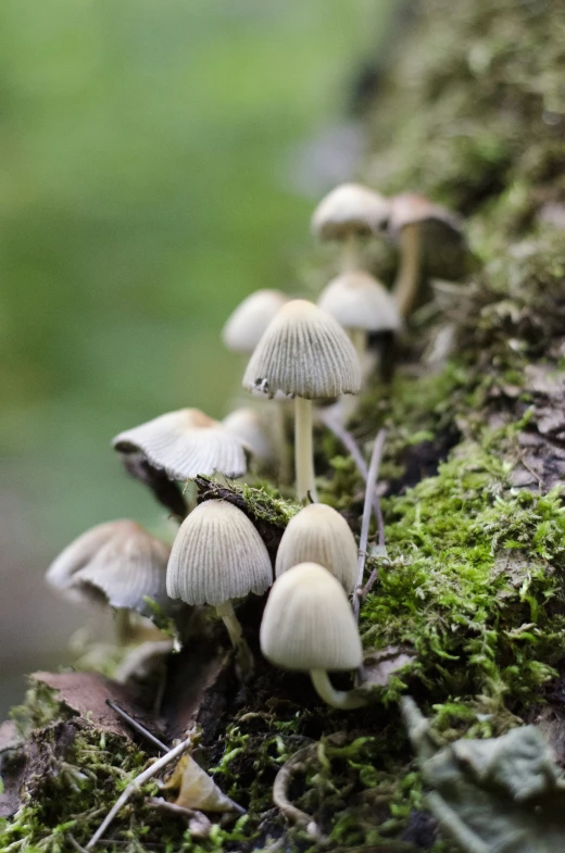 small white mushrooms growing out of the moss on a tree