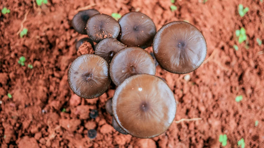 some very pretty mushrooms on the ground