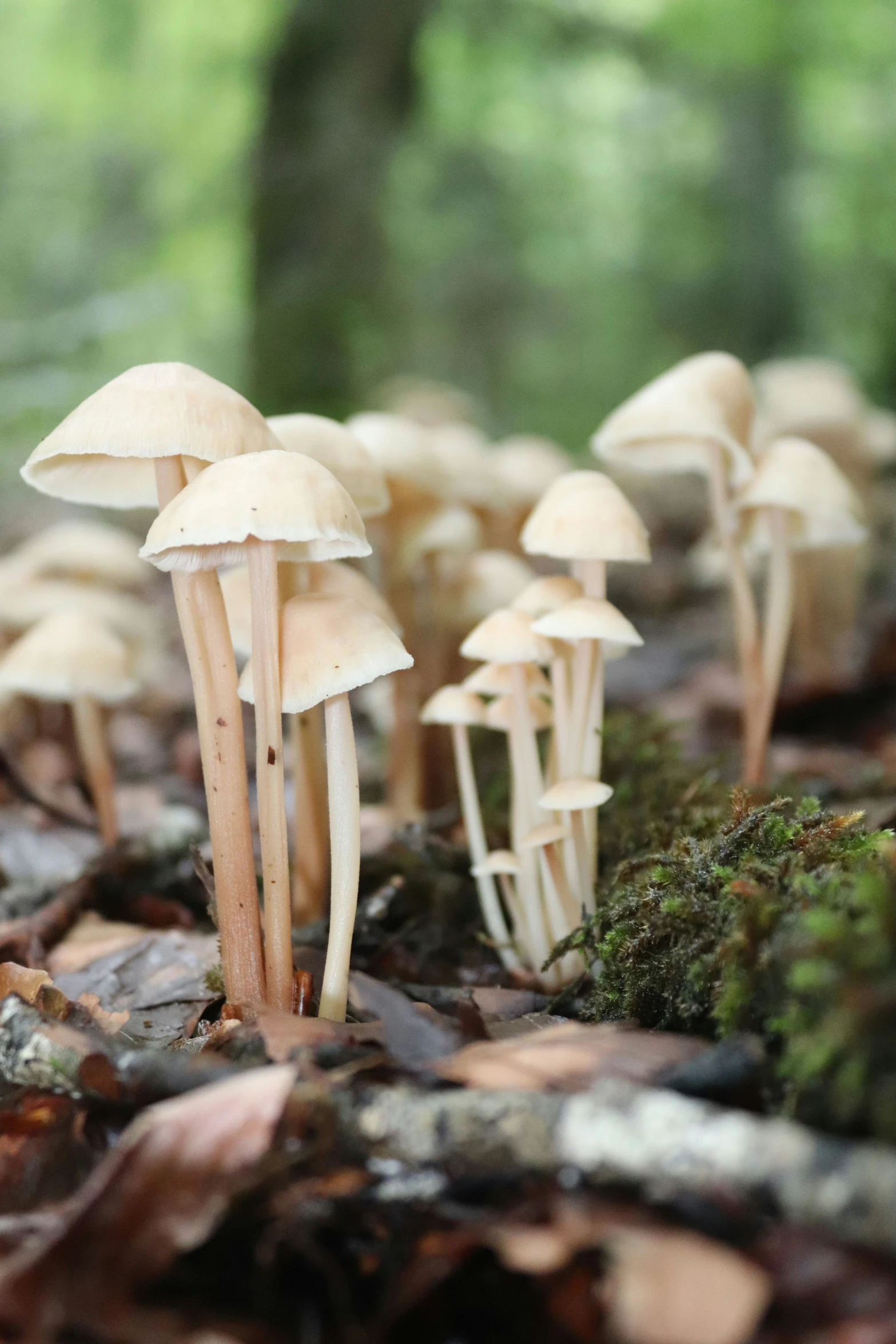 many mushrooms are scattered around a forest floor