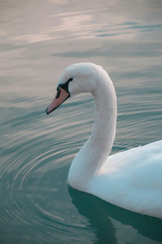 a white swan in water and the face of the bird