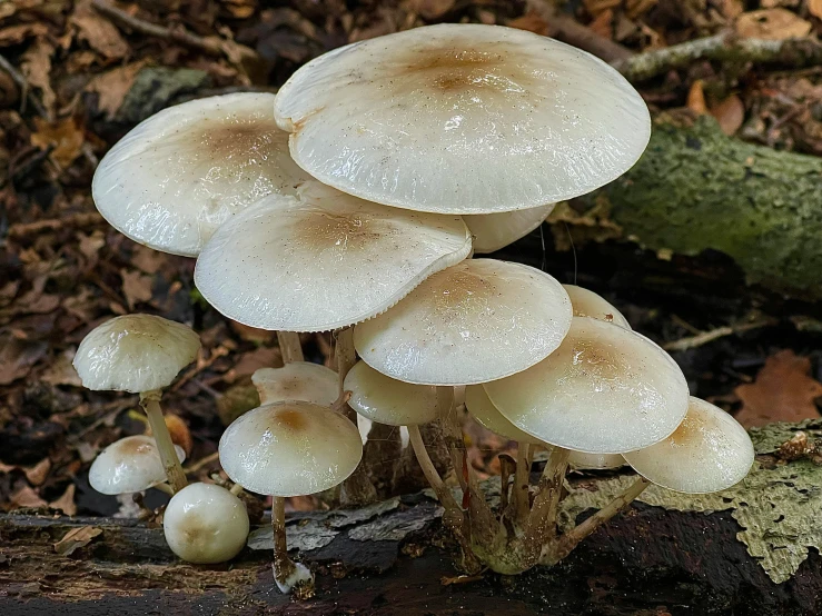 some mushrooms are growing on a tree stump