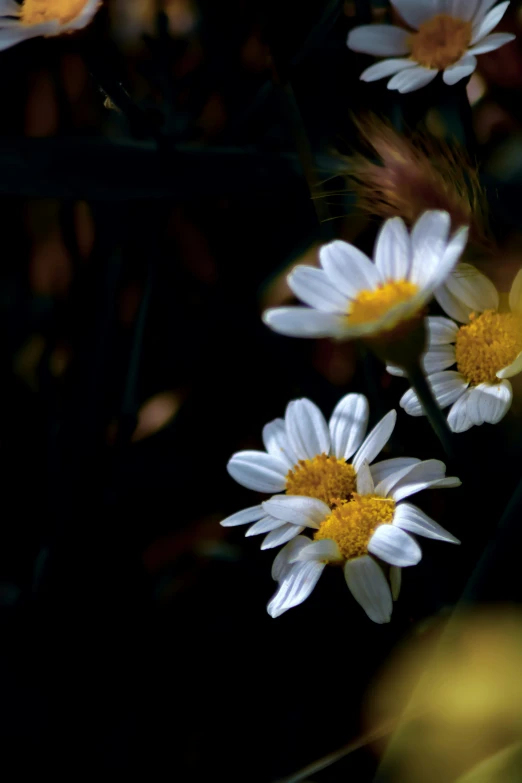 three white daisies with yellow center surrounded by others