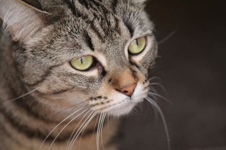 the cat is sitting down looking out the window