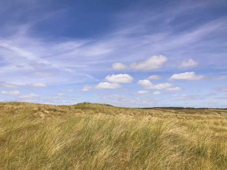 the cows are in an open field under the blue sky