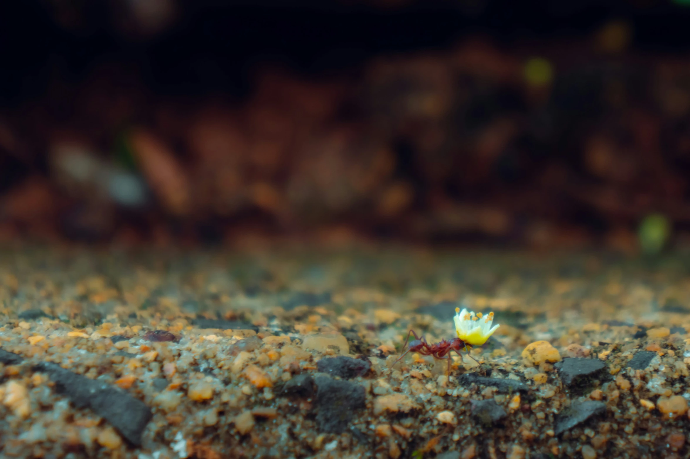 a yellow flower that is floating in the dirt