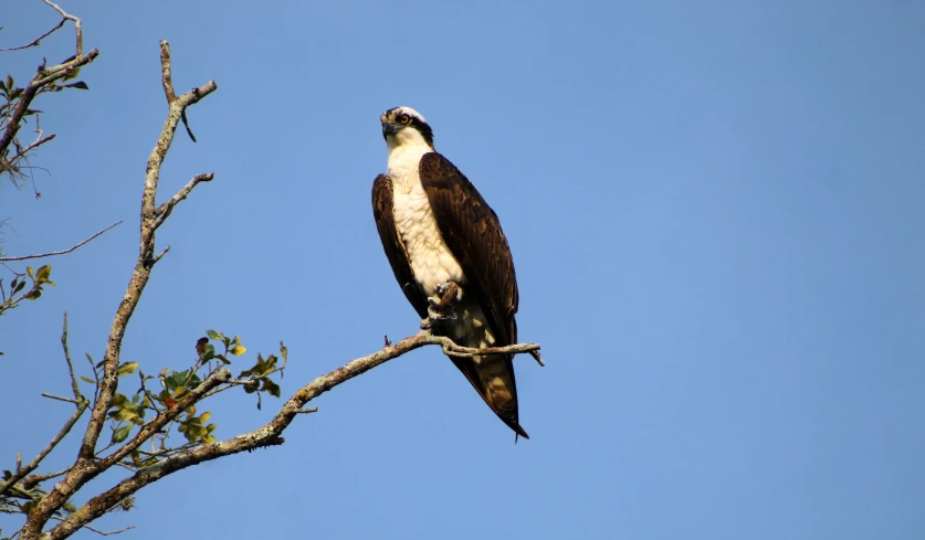 an eagle sits on top of a nch