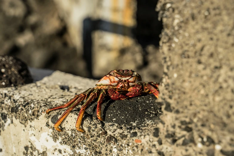 a crab crawling on the side of a stone wall