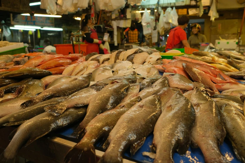 an indoor fish market with the catch of fresh fish being sold