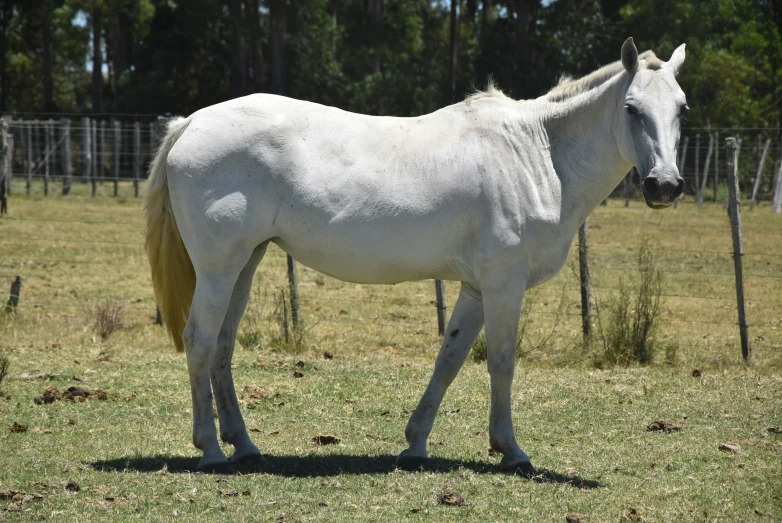 a white horse standing in a field with grass and a fence