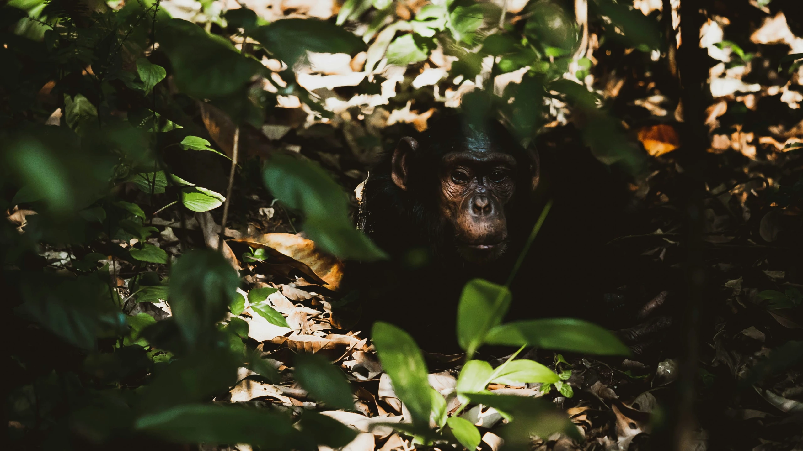 a monkey sitting on the ground among leafy vegetation