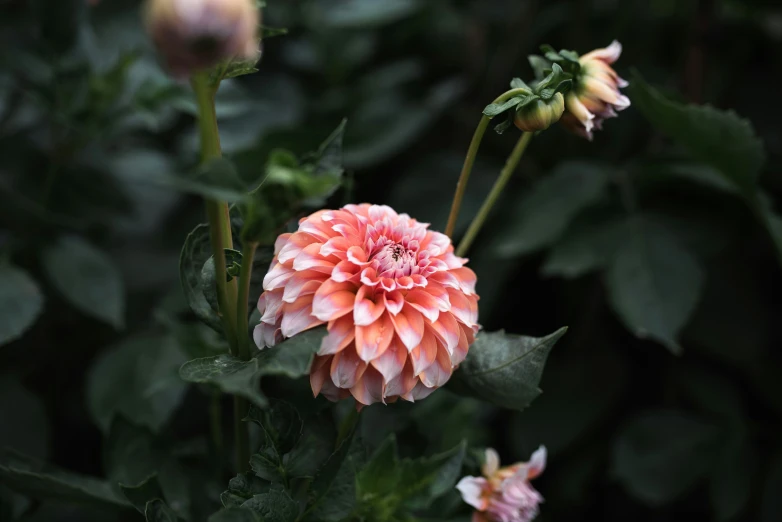 the orange flower is blooming in the garden