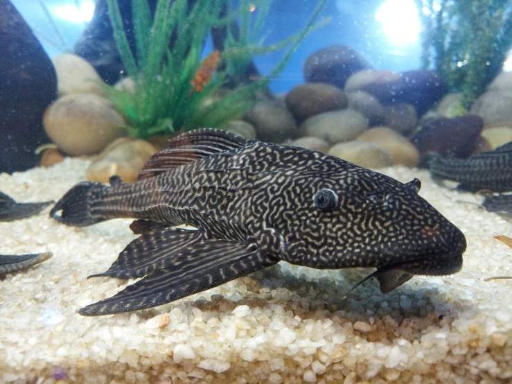 black speckled fish in an aquarium with rocks and plants