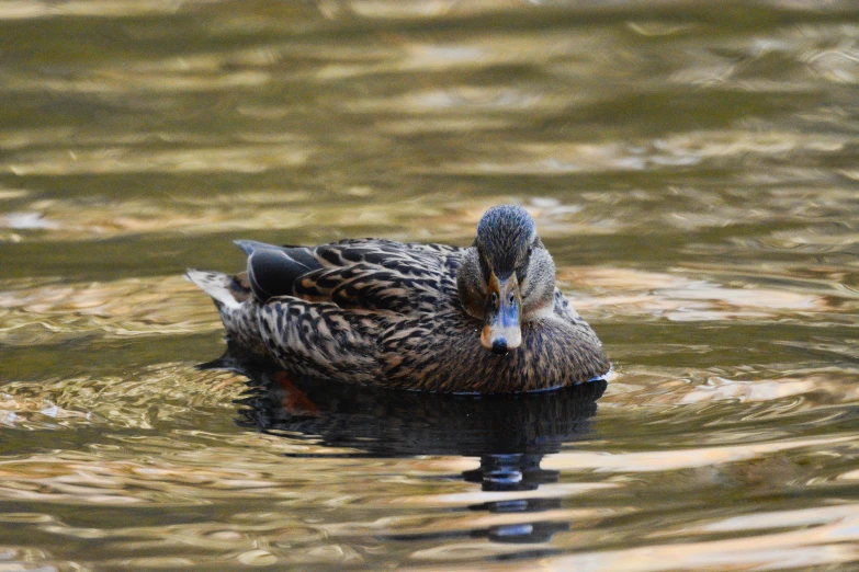 a duck floats on the water in front of another duck