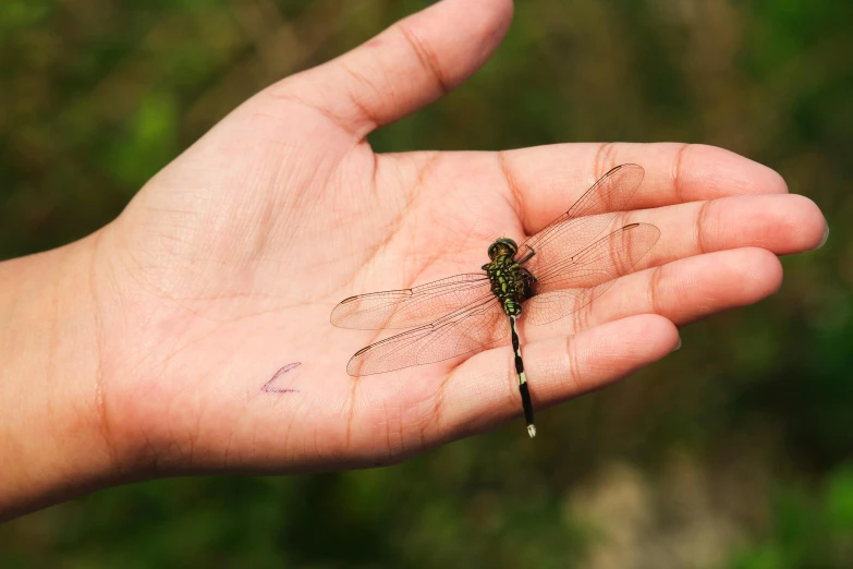 a little dragonfly that is in someones hand