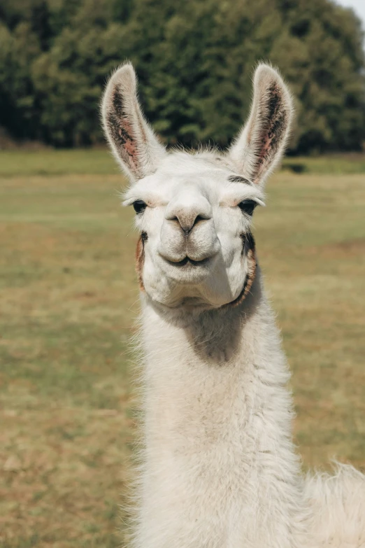 a llama standing in front of a field looking at the camera