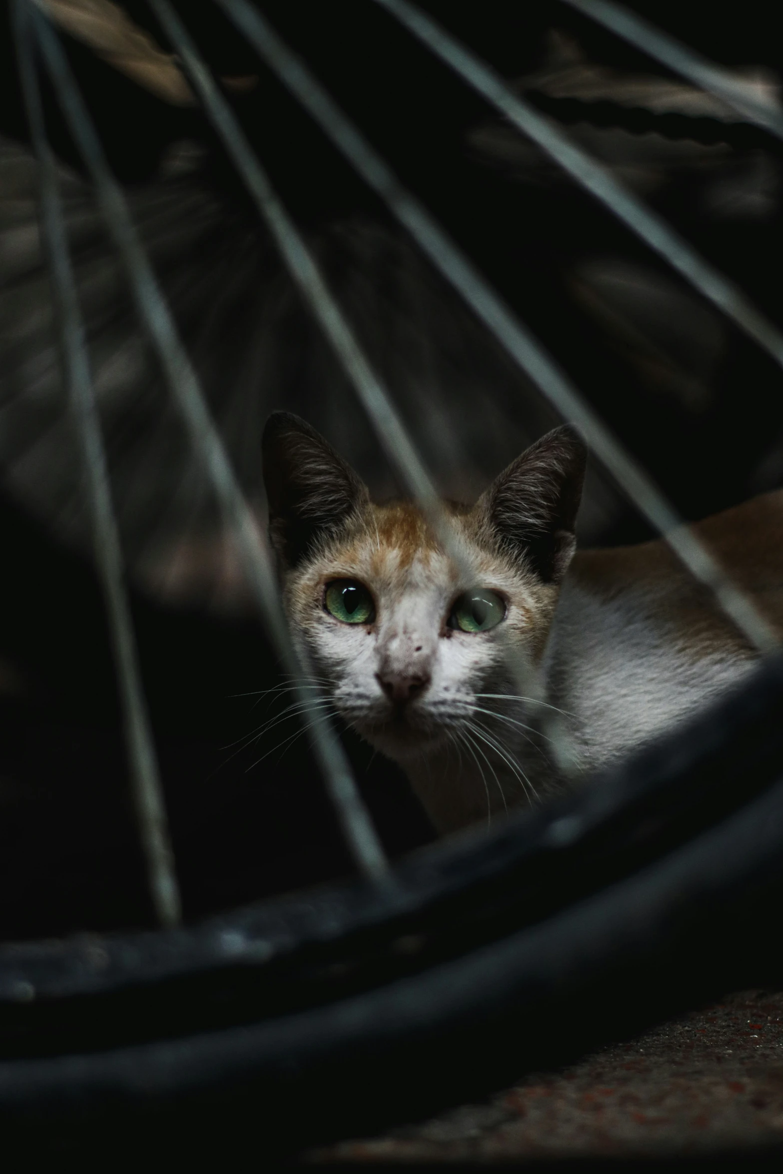 a cat peers out from under an outdoor bicycle wheel