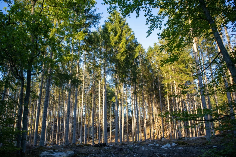 a forest with green trees that have very tall trunks