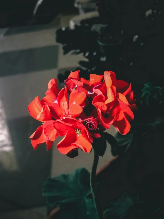 a red flower on top of a leafy plant