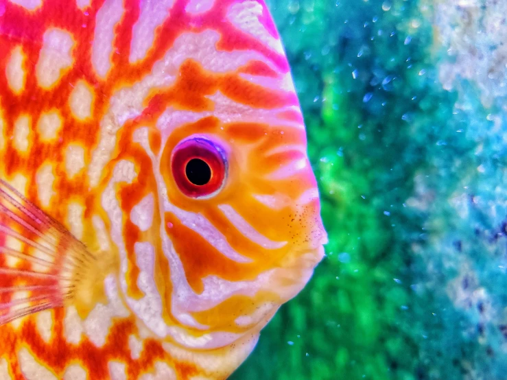 a big pretty colorful fish sitting on a colorful surface
