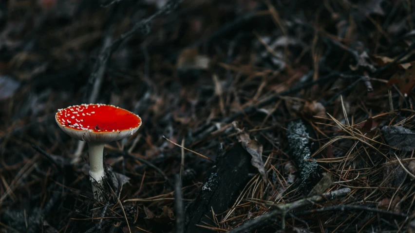 a single red and white mushroom sitting on the ground