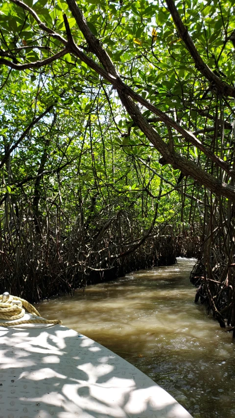 an open area with many tree roots near the water