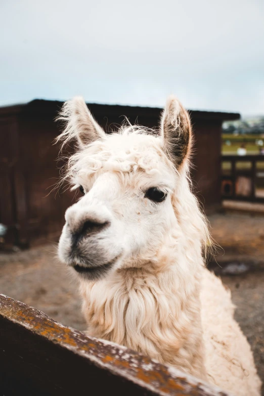 a close up of an animal with long hair