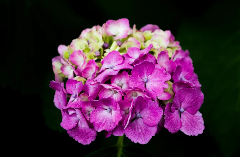 closeup of a pink and yellow flower in bloom