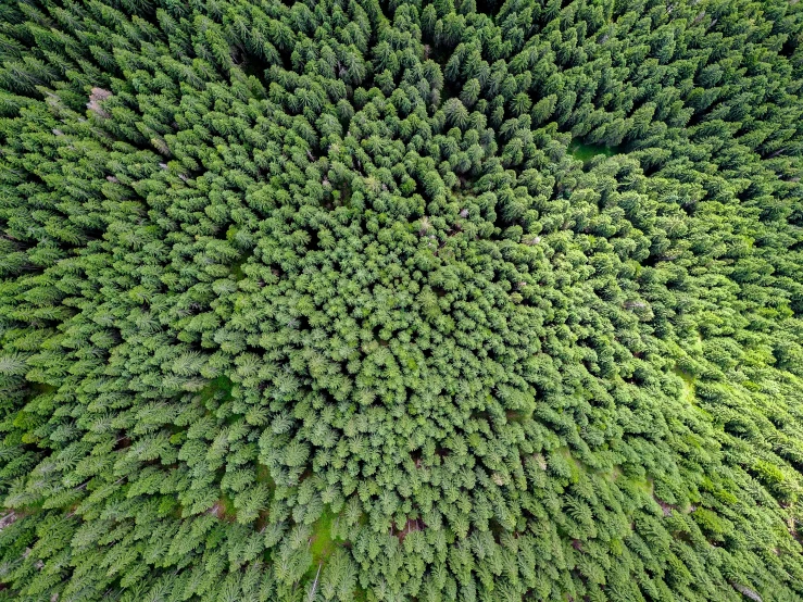 an aerial view of trees from the sky