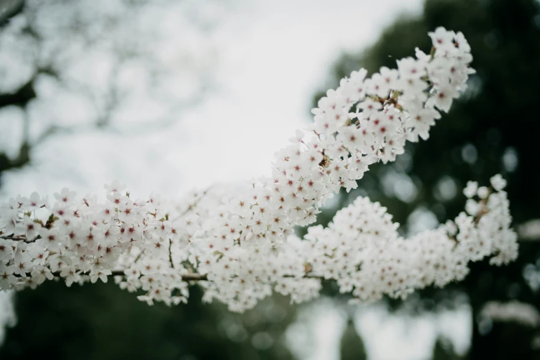 a bunch of white flowers that are hanging from a tree