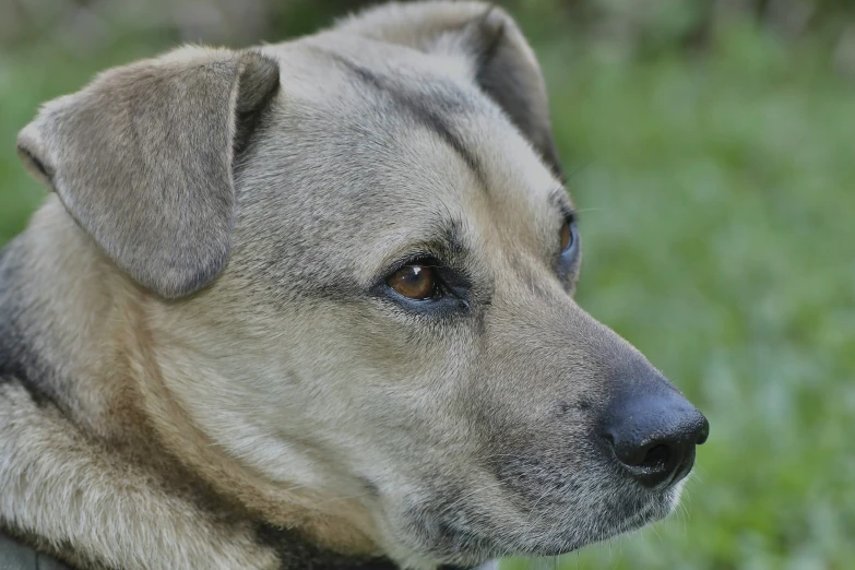 close up of dog's head on green grass