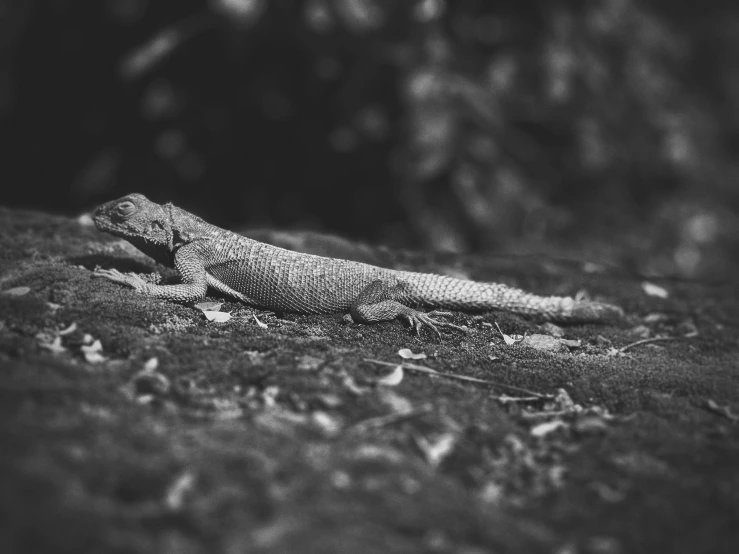 a lizard laying on top of grass near trees