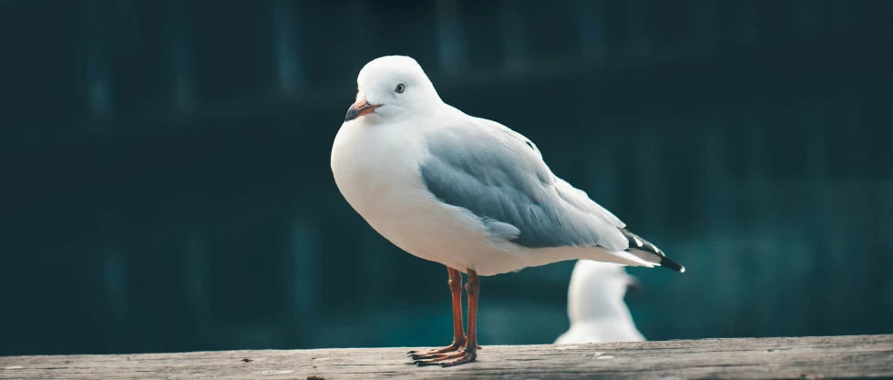 a grey and white bird standing on top of a wooden board