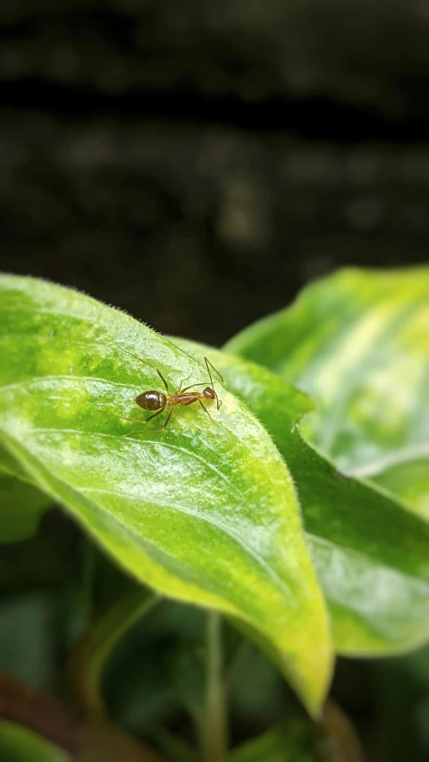 an insect on a green leaf in the sun