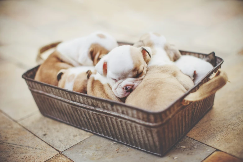 a dog is sitting in a basket on the floor