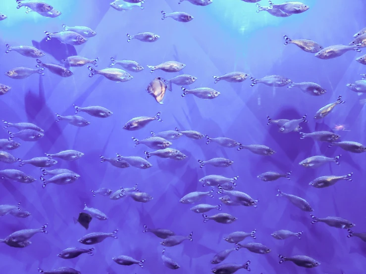 school of fish in an aquarium, under water