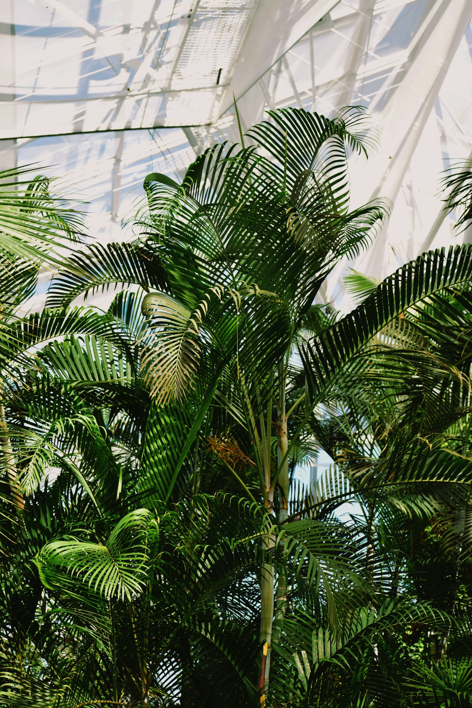 there are very large plants in the room