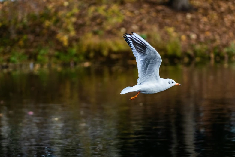 the seagull flies near a body of water
