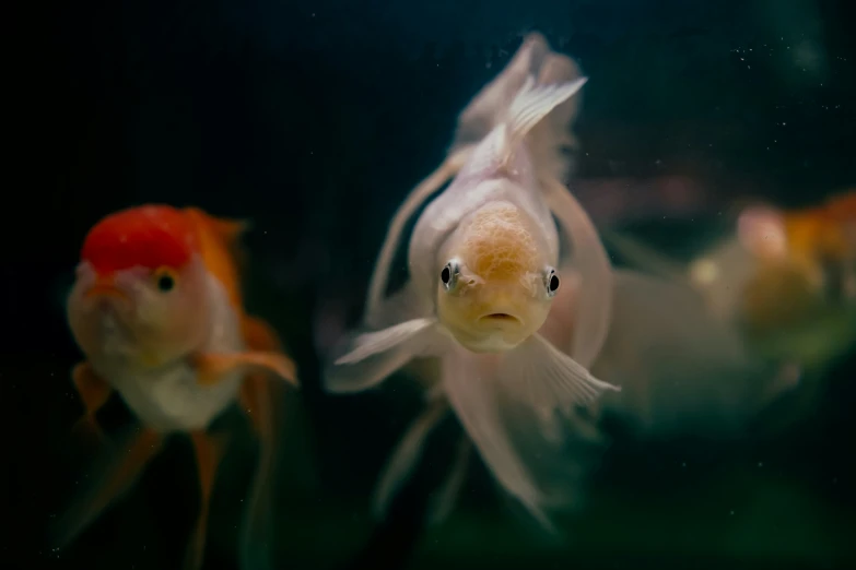 some very pretty goldfish in an aquarium looking at the viewer